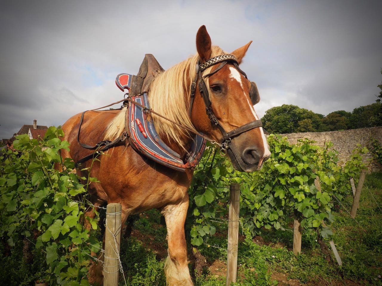 Horse in a vineyard